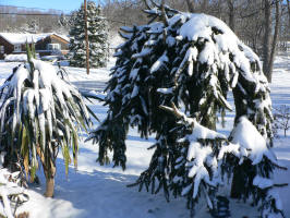 Snow-covered trees in the front yard