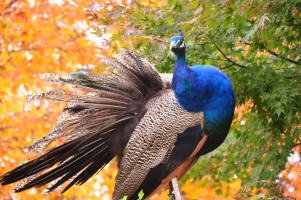 one of the free-roaming GFS peacocks