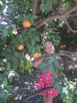 Lin in the grapefruit grove 