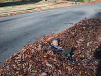 Jump in the "leaf pool"