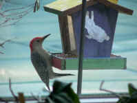 Woodpecker